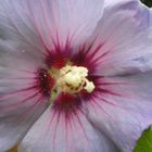 Hibiskus im Morgentau