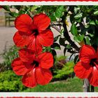 Hibiskus im Park von Sanssouci.........# 1