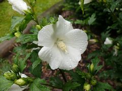 Hibiskus im Regen