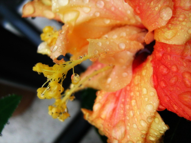 Hibiskus im Regen