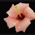 Hibiskus im Regen