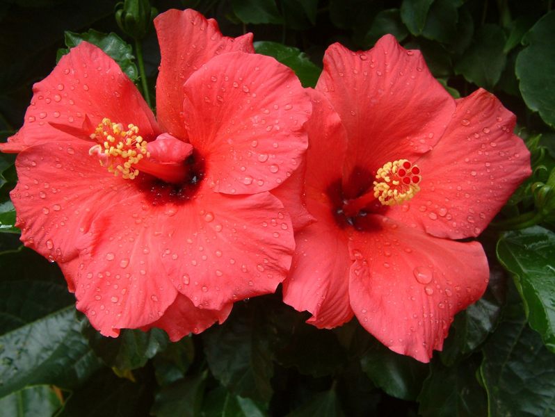 Hibiskus im Regen ...