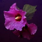 Hibiskus im Regen