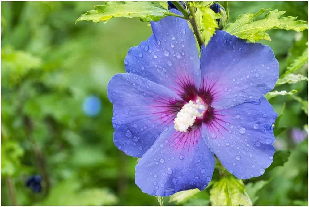 Hibiskus im Regen