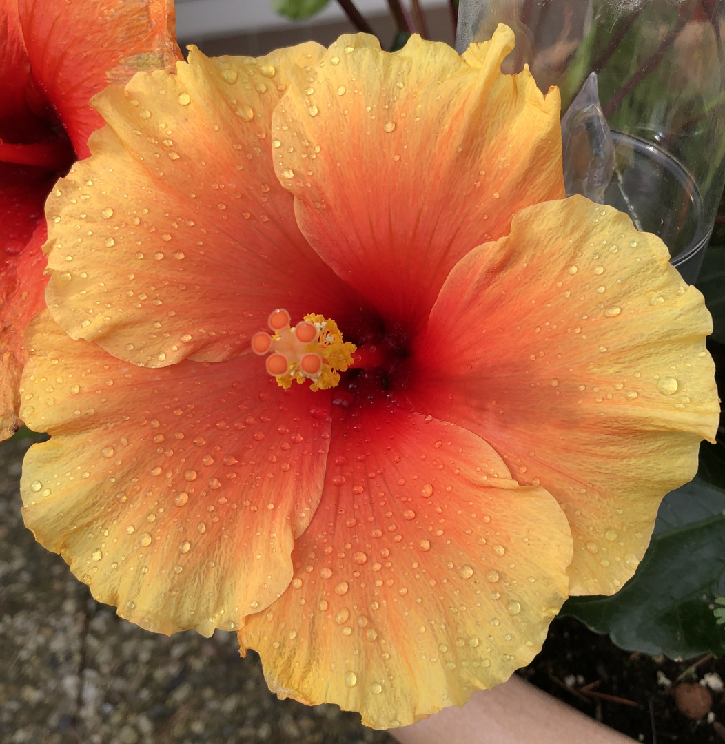 Hibiskus im Regen