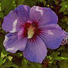 Hibiskus (im Schatten) Wien 16. Ottakring