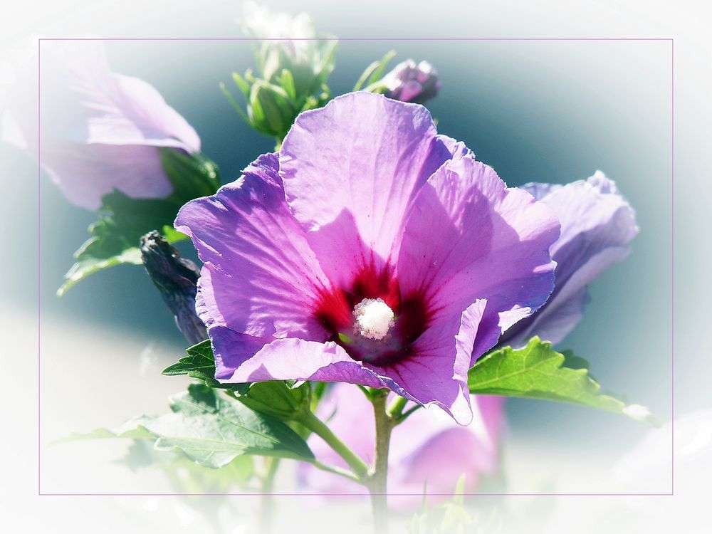 Hibiskus im Sonnenlicht