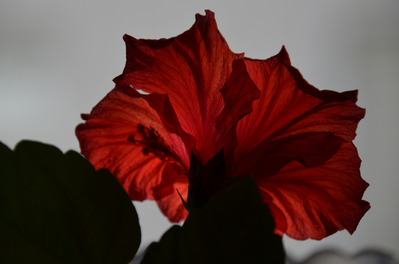 Hibiskus im Sonnenlicht