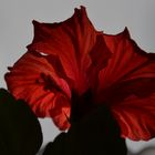 Hibiskus im Sonnenlicht