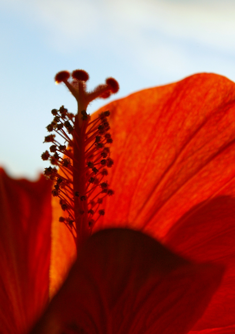 Hibiskus im Sonnenuntergang