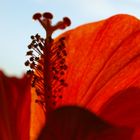 Hibiskus im Sonnenuntergang