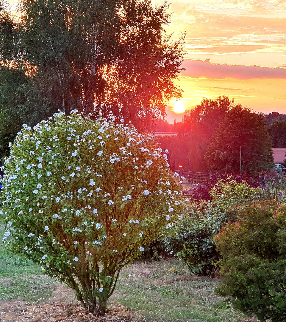 Hibiskus im Sonnenuntergang