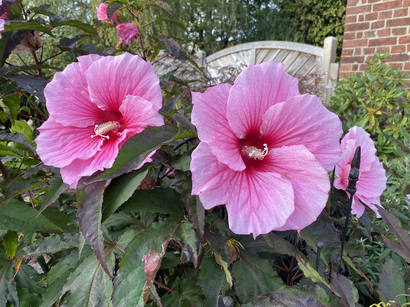 Hibiskus IMG_0776