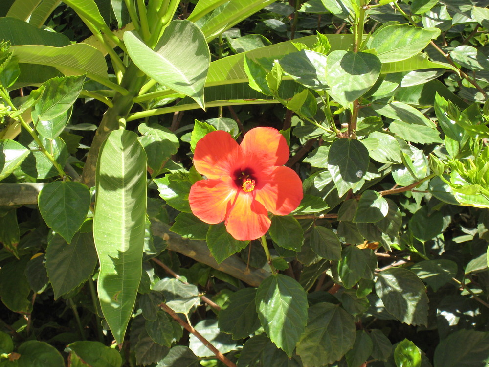 Hibiskus in Ägypten