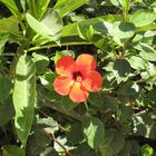 Hibiskus in Ägypten