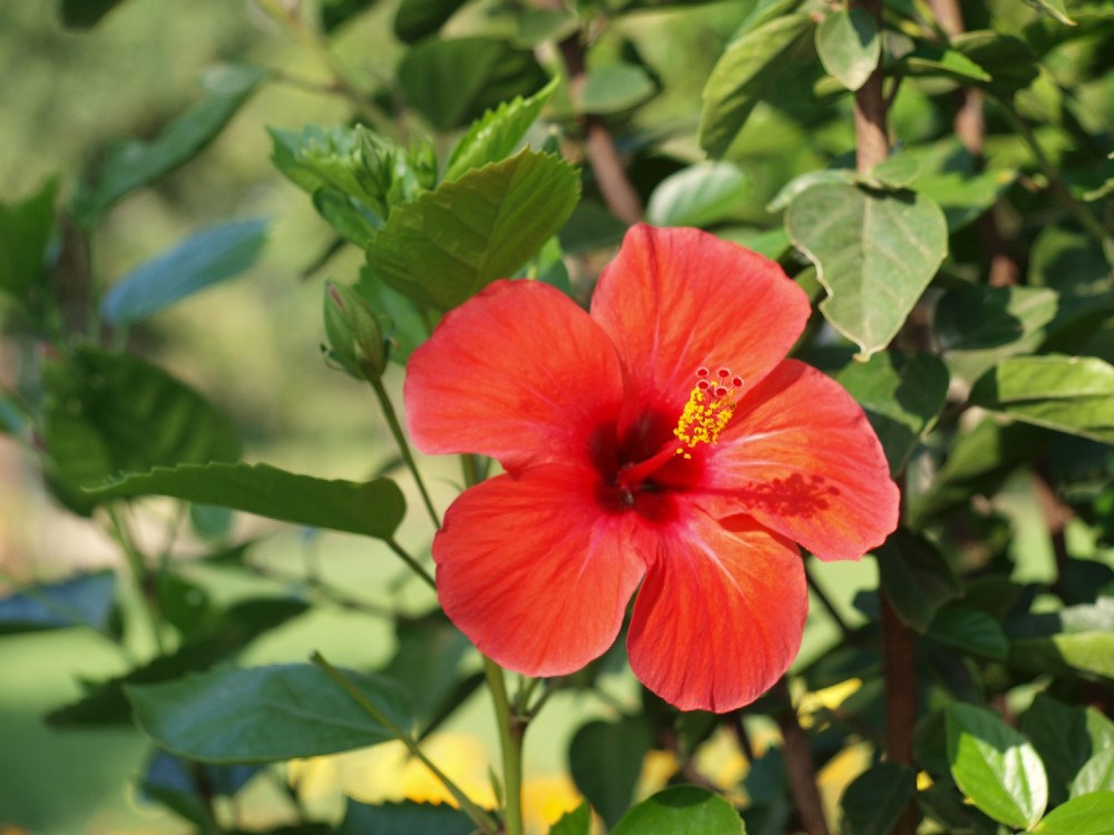 Hibiskus in Alanya