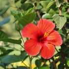 Hibiskus in Alanya