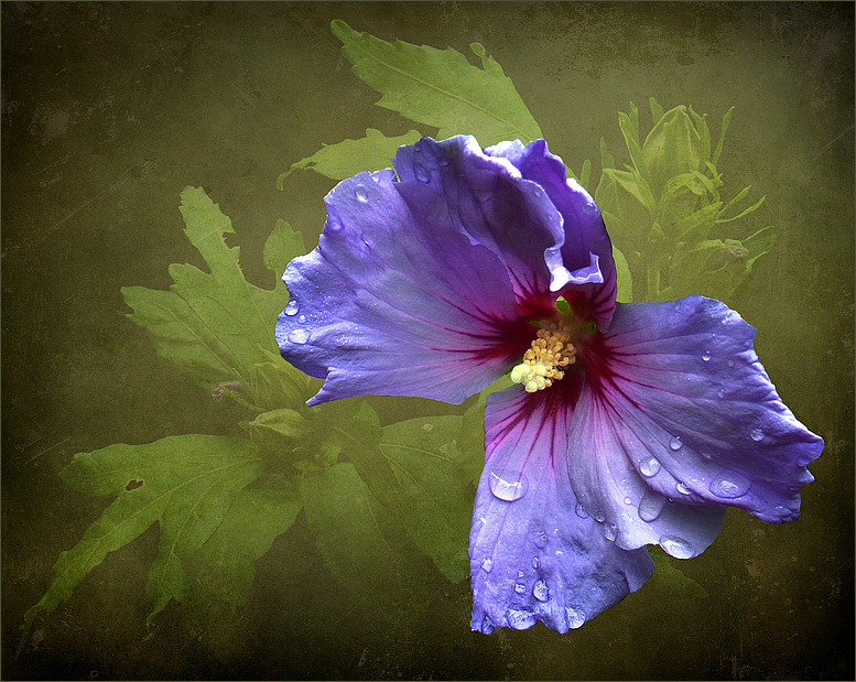 Hibiskus in blau