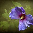 Hibiskus in blau