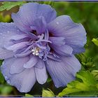 Hibiskus in blau