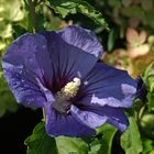 Hibiskus in Blau