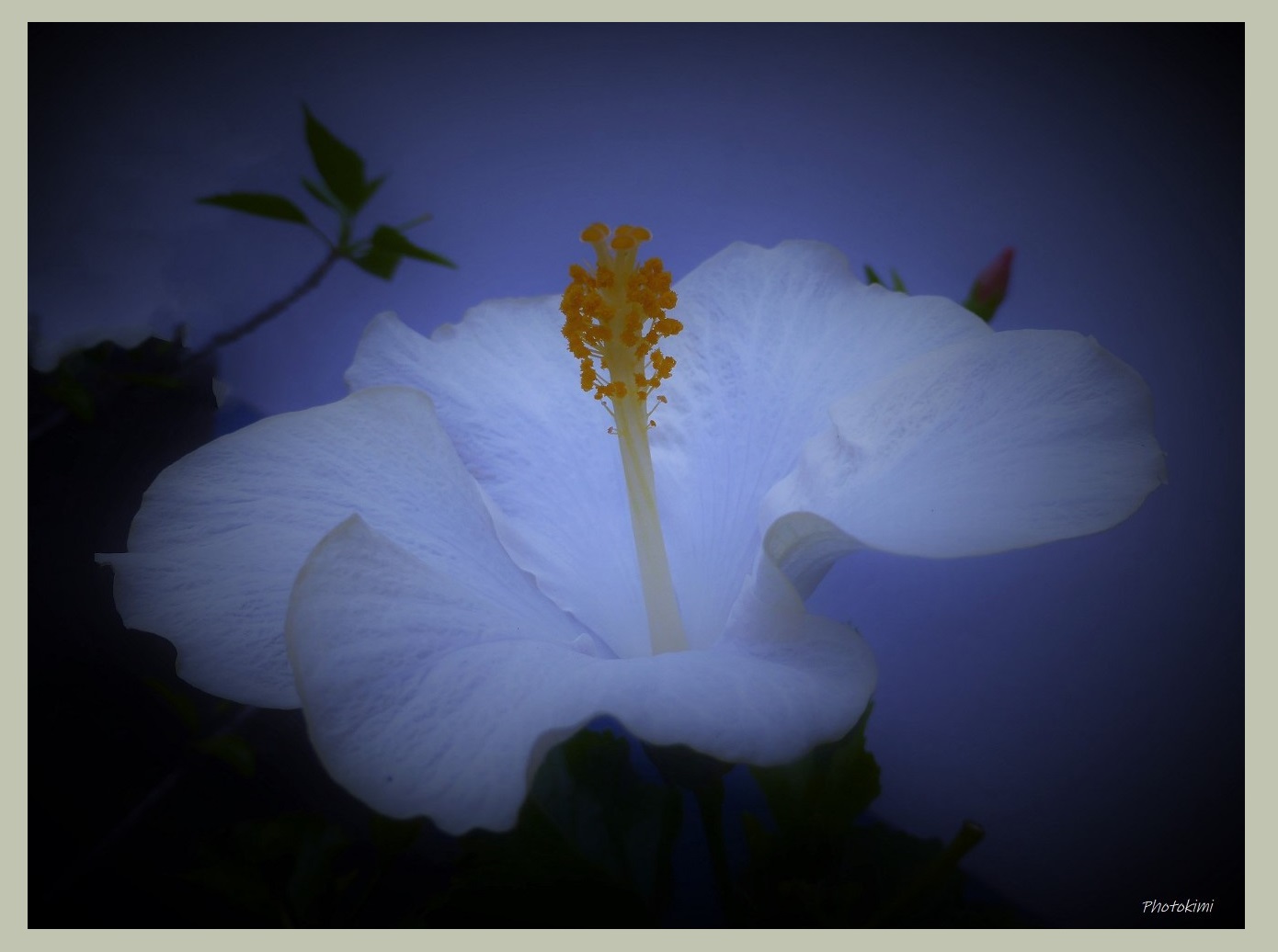 Hibiskus in blauer Stunde