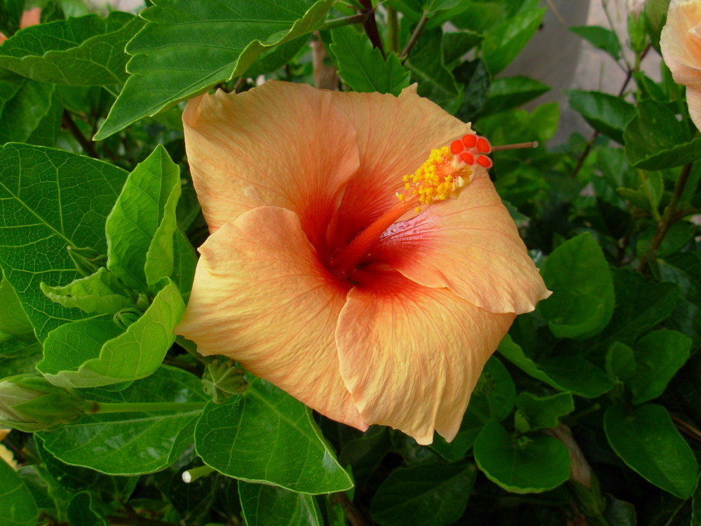 Hibiskus in Calpe