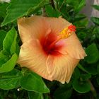 Hibiskus in Calpe