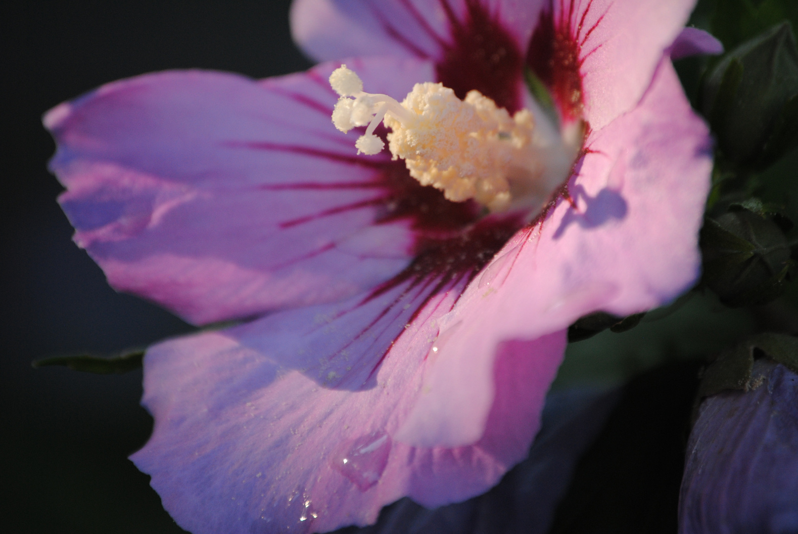 Hibiskus in der Abendsonne