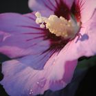 Hibiskus in der Abendsonne