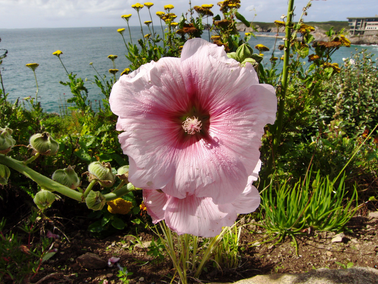 Hibiskus in der Bretagne