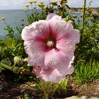 Hibiskus in der Bretagne