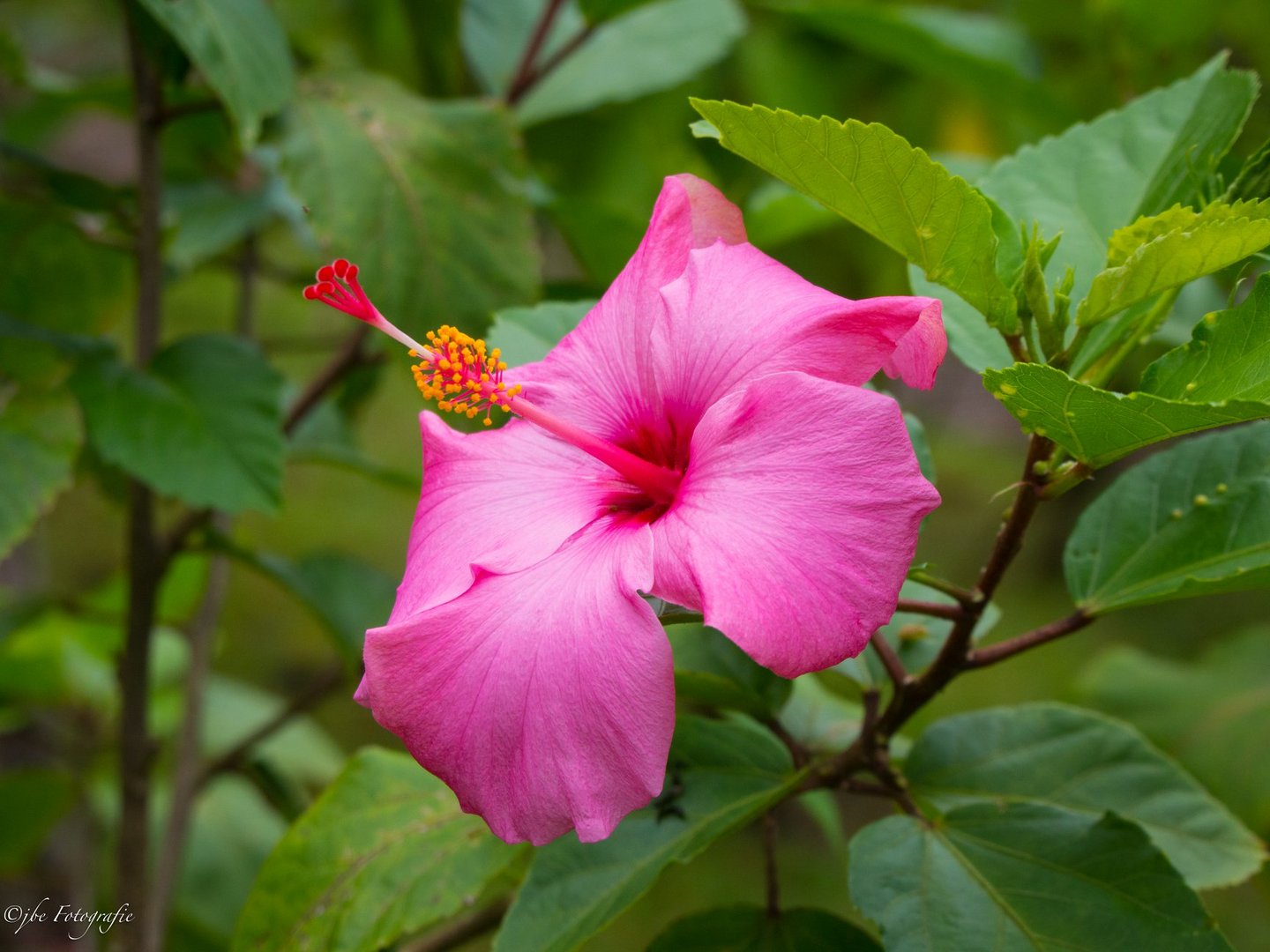 Hibiskus in der Dominikanischen Republik