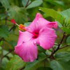 Hibiskus in der Dominikanischen Republik