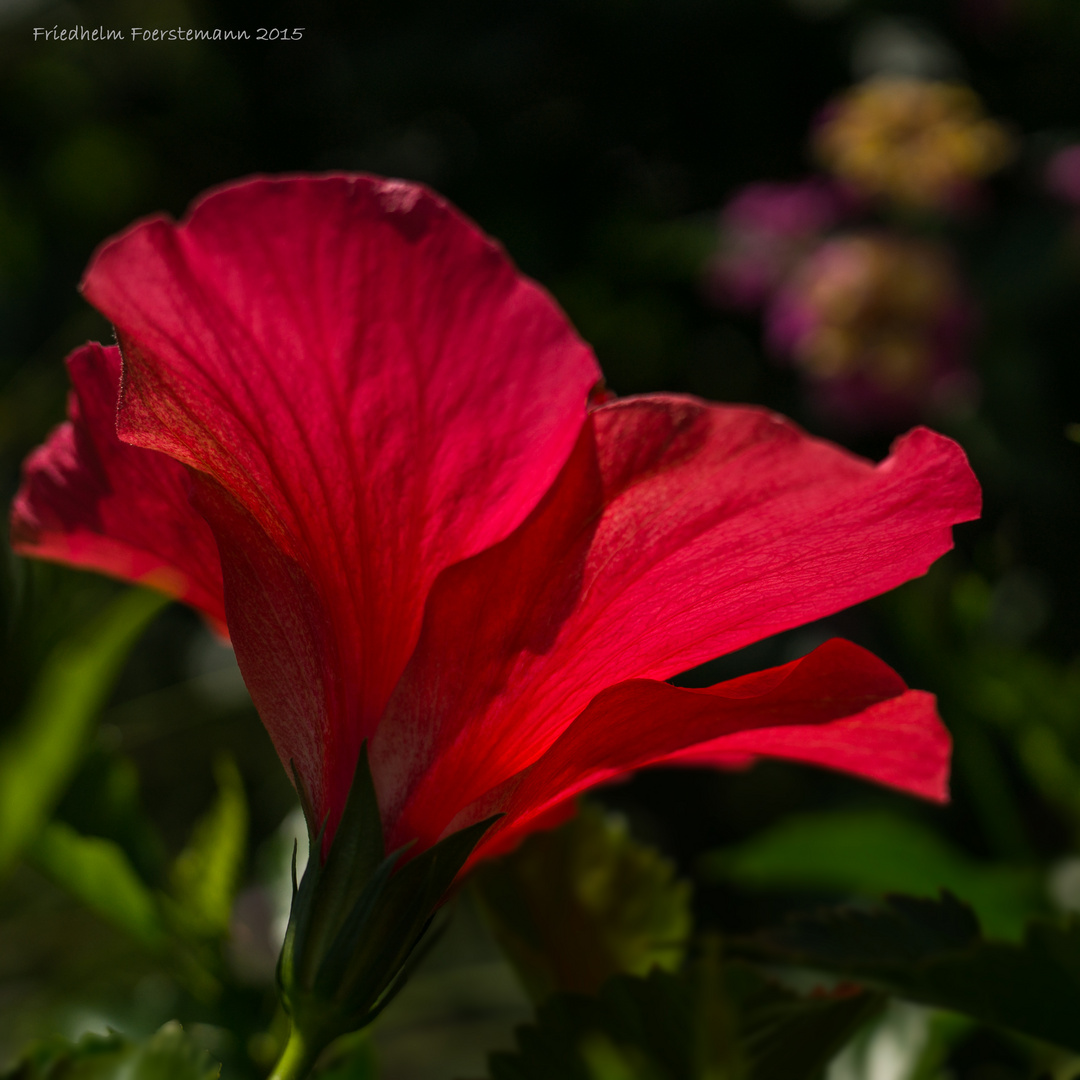 Hibiskus in der Mittagssonne