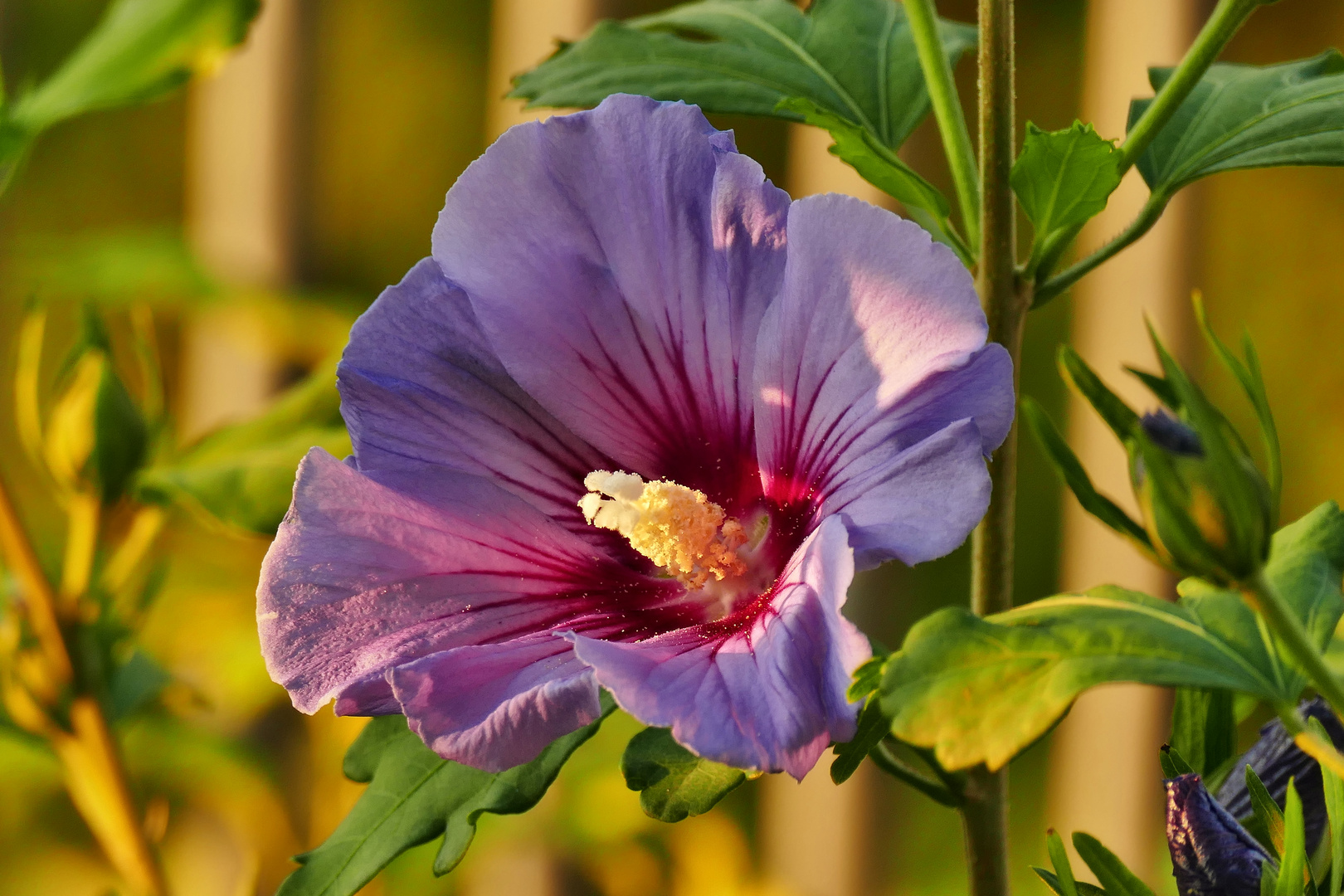 Hibiskus in der Morgensonne.