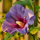 Hibiskus in der Morgensonne.