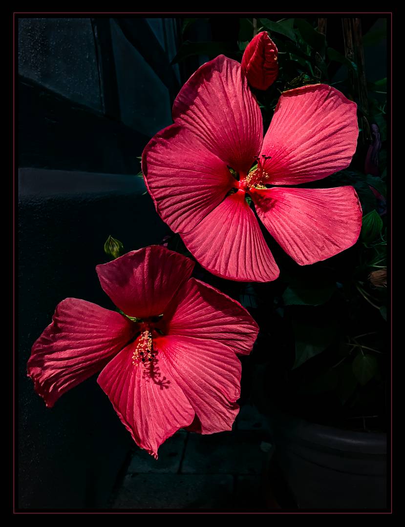 Hibiskus in der Nacht