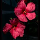 Hibiskus in der Nacht