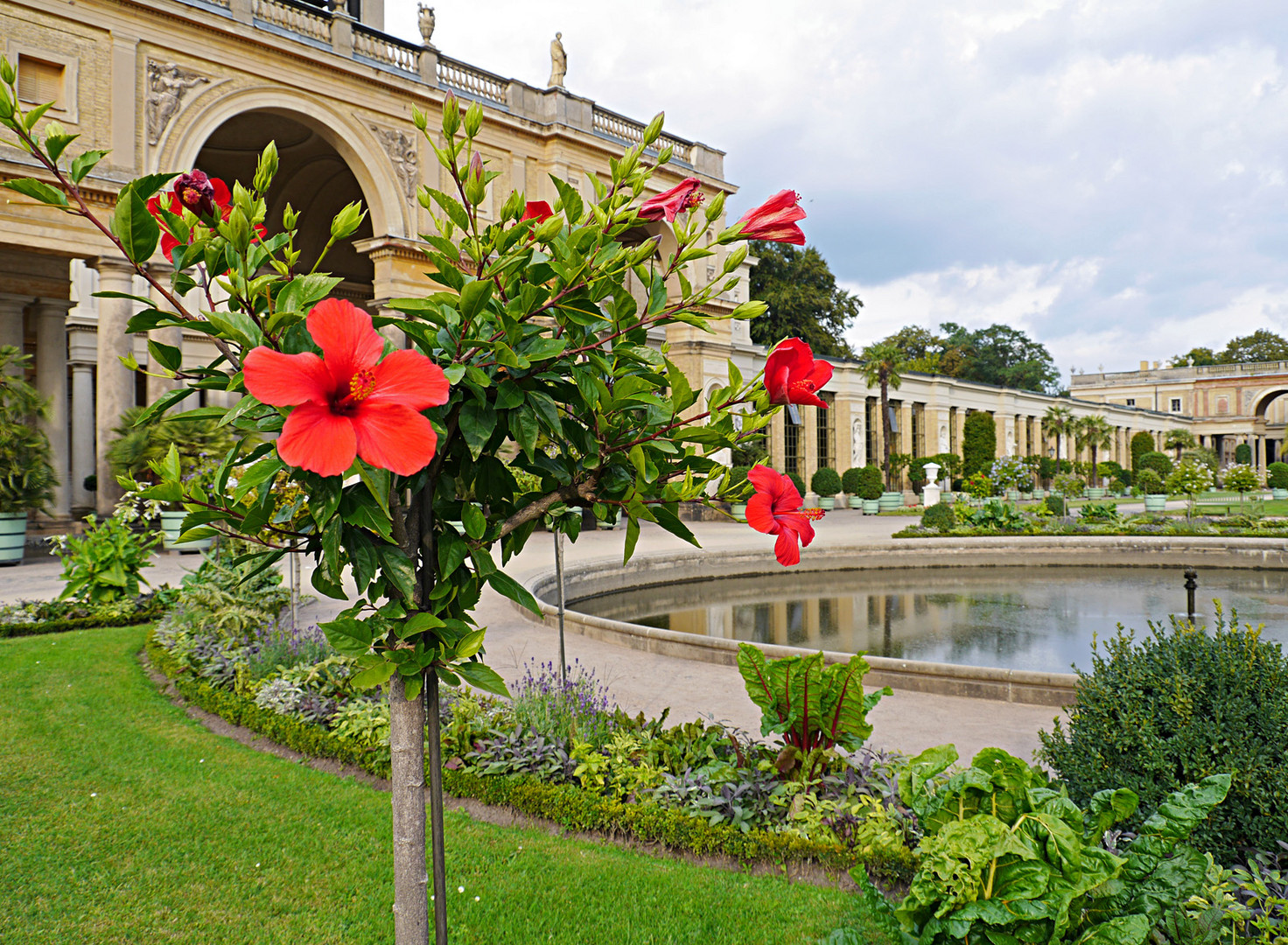 Hibiskus in der Parkanlage der Orangerie Potsdam