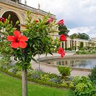 Hibiskus in der Parkanlage der Orangerie Potsdam