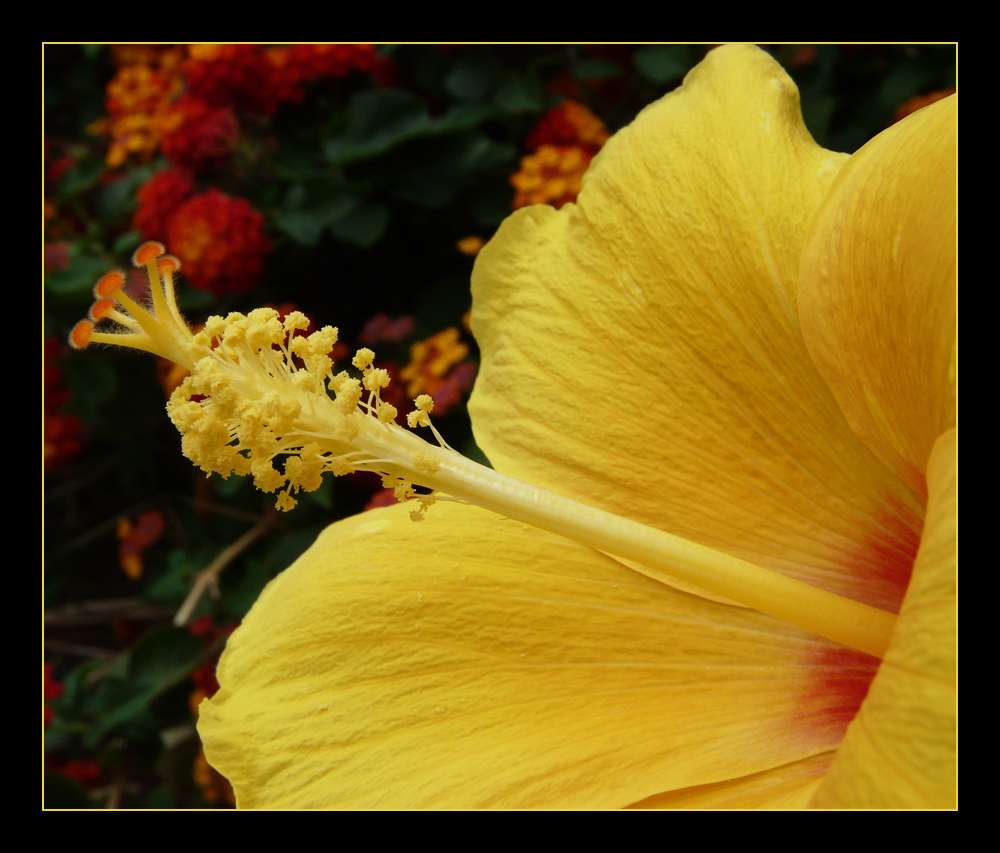 Hibiskus in gelb