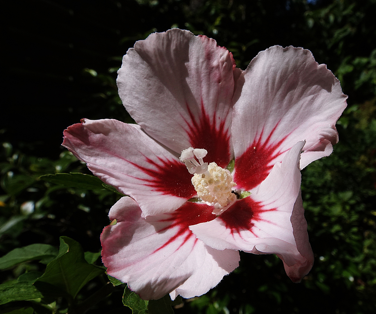 Hibiskus in Lichtstimmung