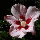 Hibiskus in Lichtstimmung