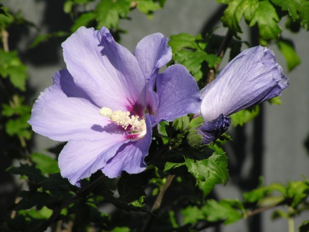 Hibiskus in lila