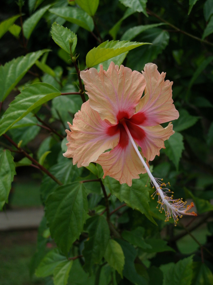 Hibiskus in Malaysia