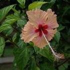 Hibiskus in Malaysia