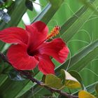 Hibiskus in Marrakech