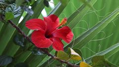 Hibiskus in Marrakech