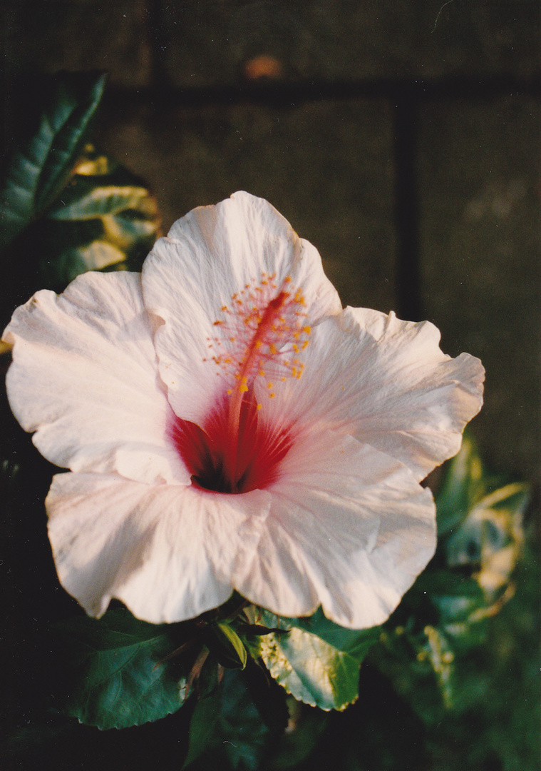 Hibiskus in meinem Elternhaus.